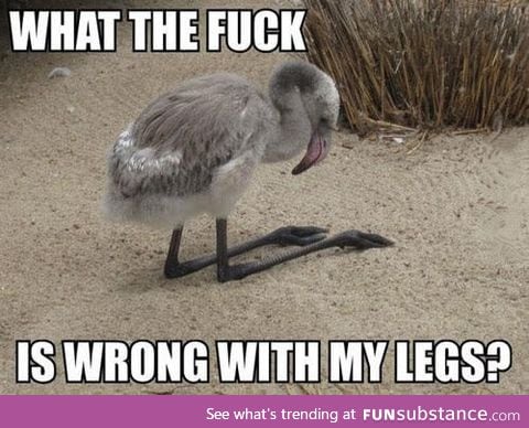 Confused baby flamingo