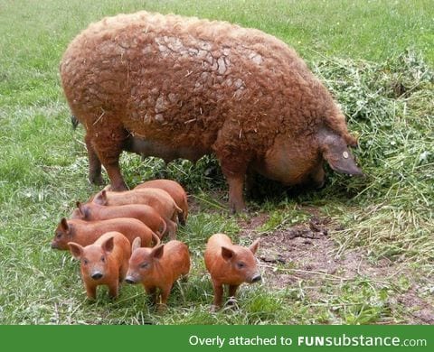 fluffy pig and her babies