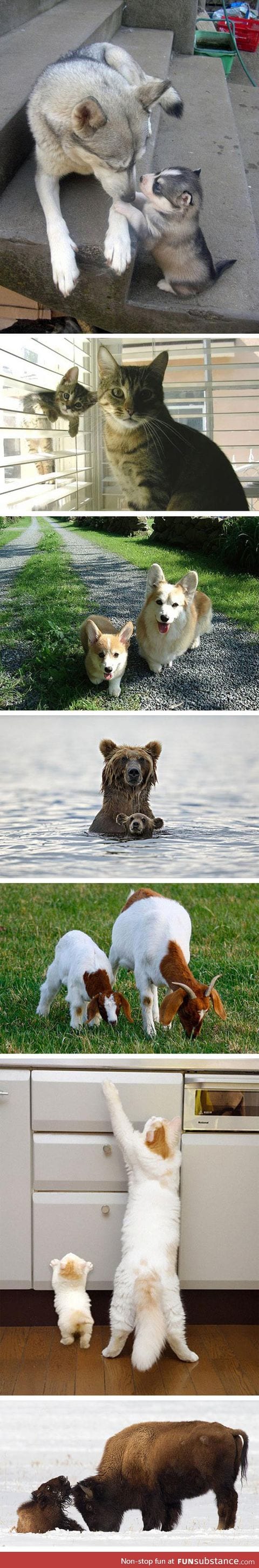 Cute animals and mini versions