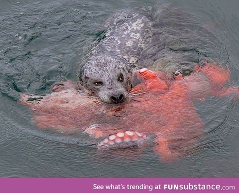 Seal catching an octopus