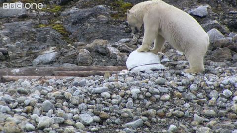 Polar bear likes to destroy spy cams