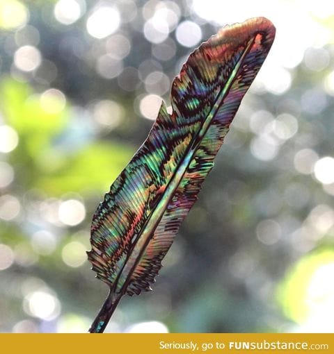 Feather carved from an Abalone shell