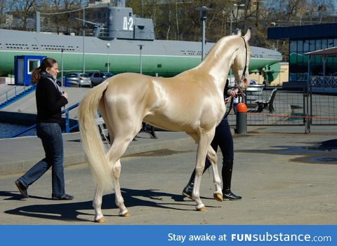 A blonde horse