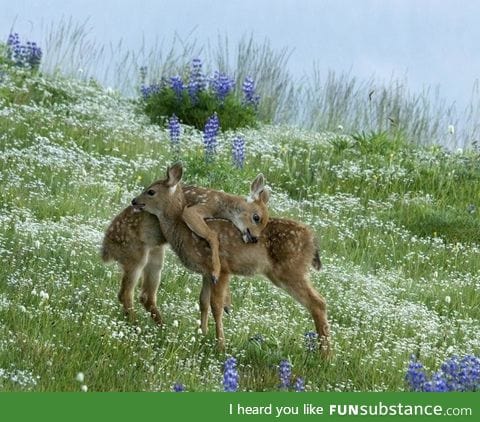 Cutie fawns