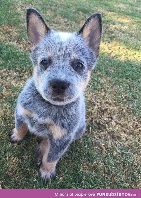 Blue Heeler puppy