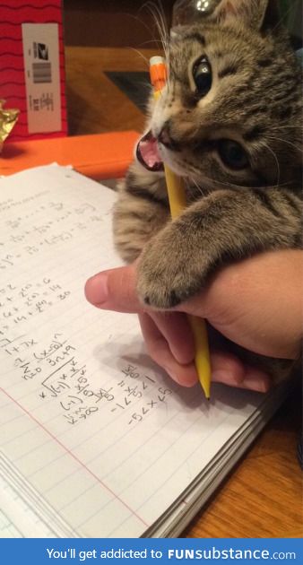 Kitty, you do not know math so please calm yourself