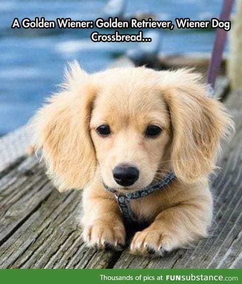 The rare golden wiener