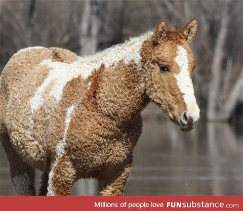 Curly-haired horse