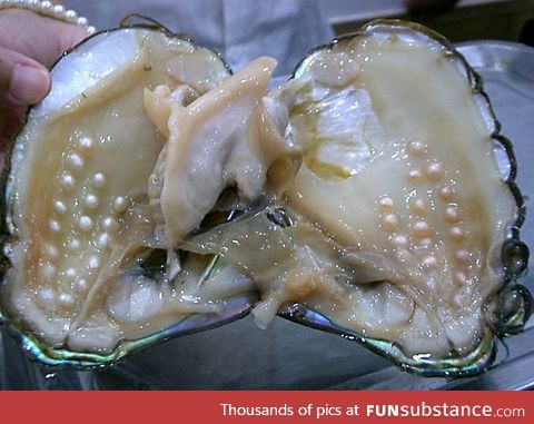 Pearls in an oyster