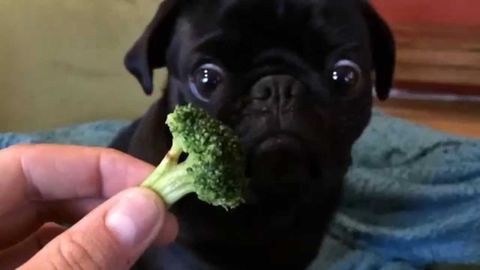 Toby loves his broccoli :D