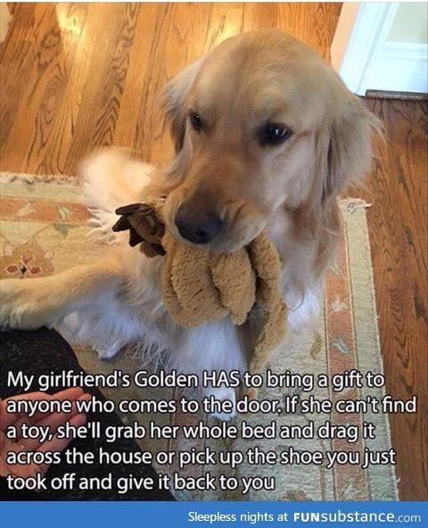 Whoever has a golden understands this