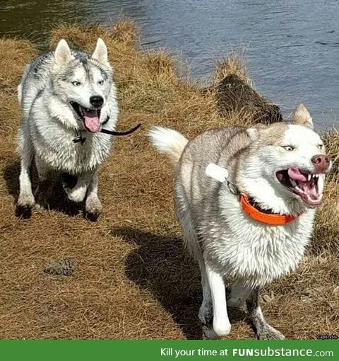 And here we have the majestic Siberian Huskies