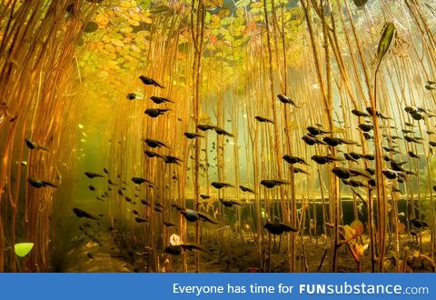 Tadpoles swimming under lily pads