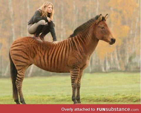 Zebra + horse = Zorse