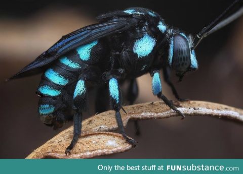 The neon cuckoo bee