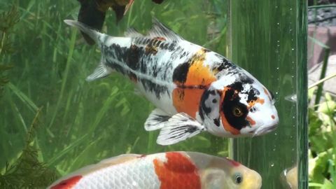 This Anti-Gravity Tank In Pond Gives Fish An Awesome Observation Deck