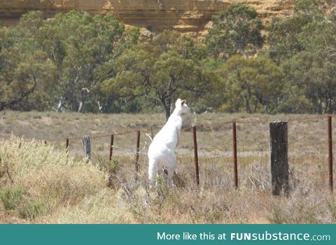 Rare albino kangaroo spotted in South Australia