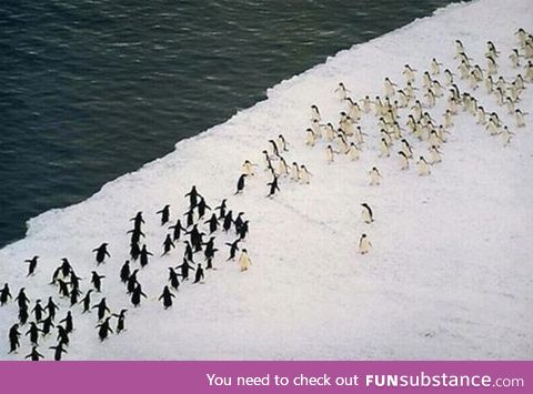 FOR ANTARCTICA!