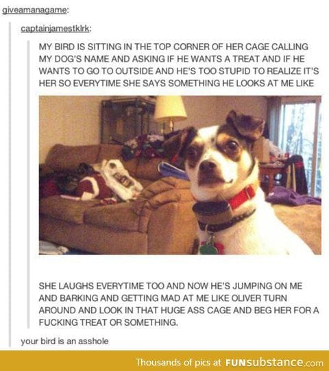 the poor dog is probably so confused