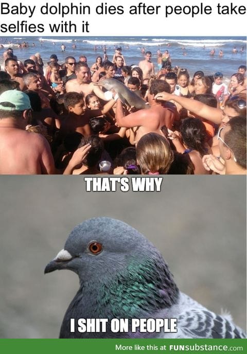 That's why birds shit on people