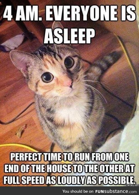 Every cat owner understands