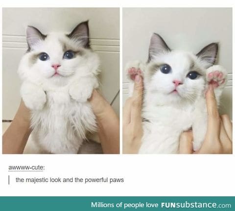 Look at the majestic pawssss!