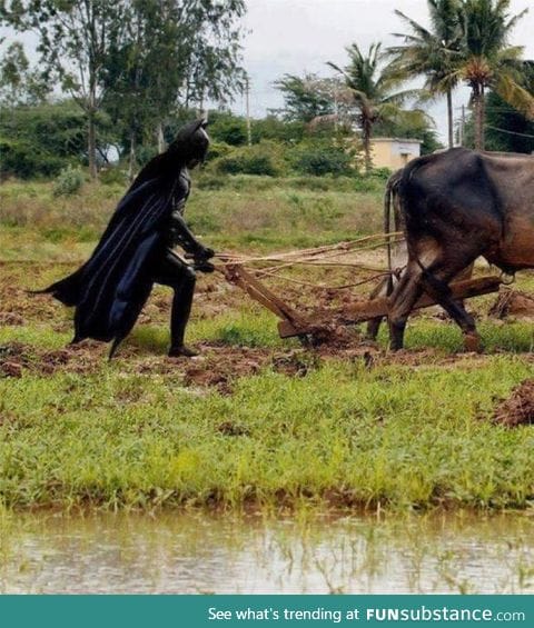 The dark knight rices