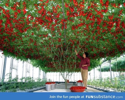 A Tomato plant