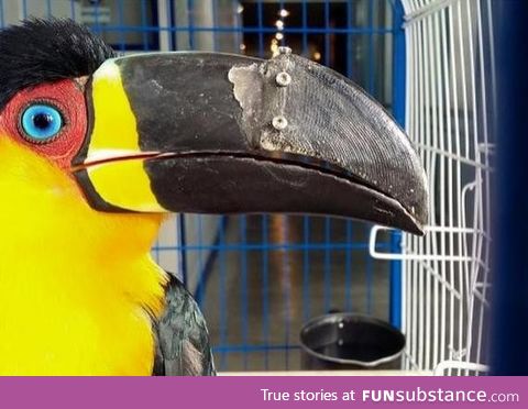Injured Toucan receives a 3D printed beak