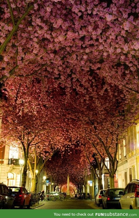 Cherry Blossoms in Bonn, Germany