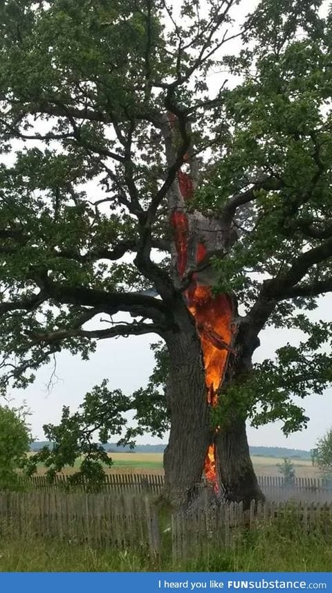 Oak tree hit by Lightning in Lithuania, Kretinga county