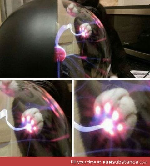 This is what Happens When A Cat Touches A Plasma Ball