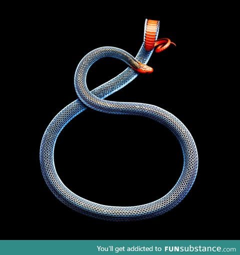 Blue Malaysian coral snake