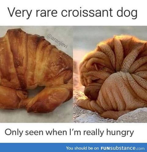 Croissant dog breed