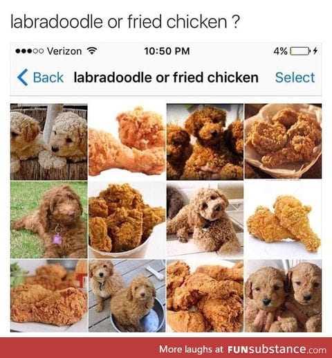 Fried Labradoodle