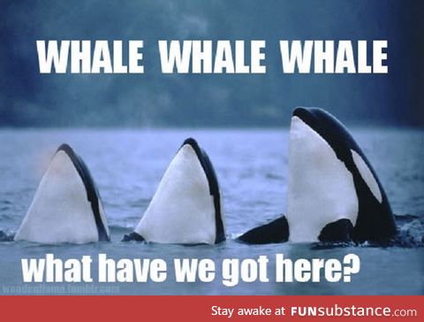 Sorry it's a late :P.  Daily Dose Of Pun Day2