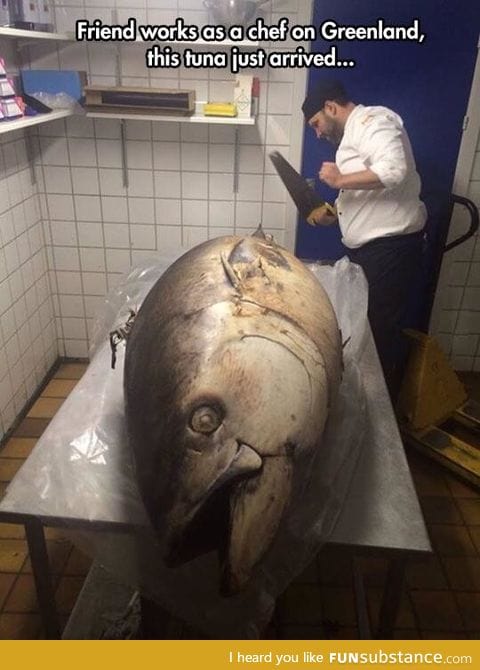 That's one huge ass fish
