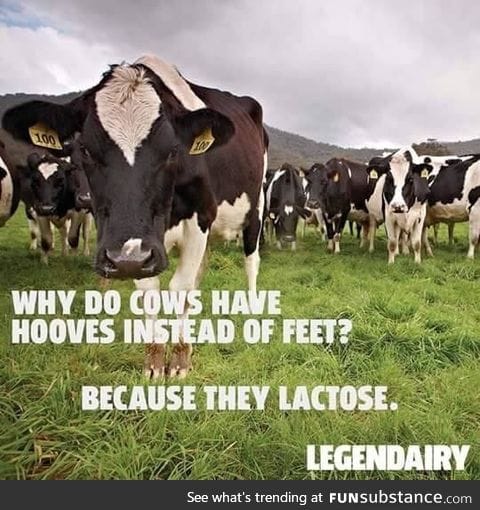 Cool cow fact