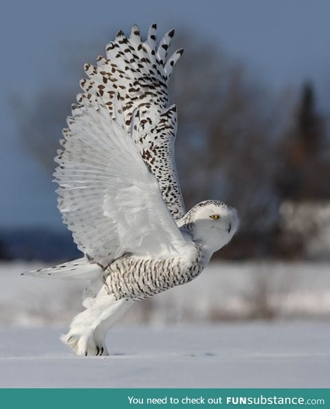 Ridiculously photogenic smug owl