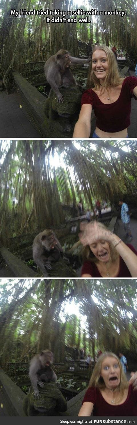 When your monkey selfies go wrong