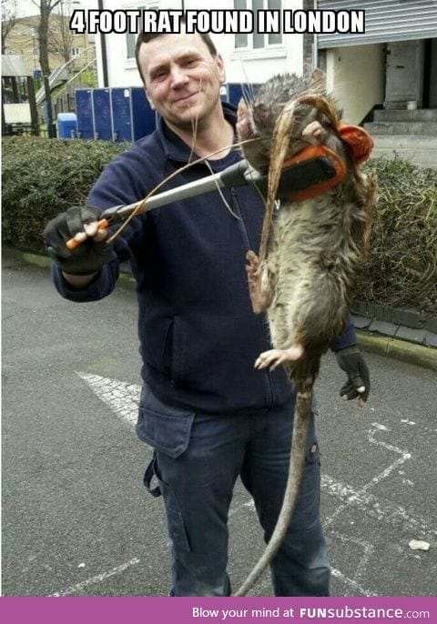 Holy crap! A 4 foot rat?!