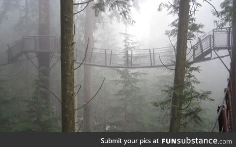 This bridge in Canada looks like it's in Endor