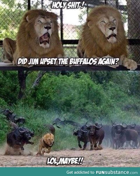 Run lion run!