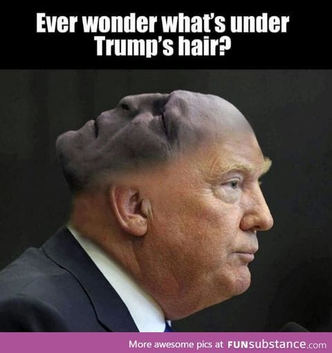 What's under Trump's hair