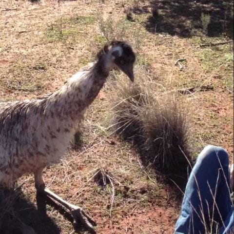 Emu tries to seduce American tourist