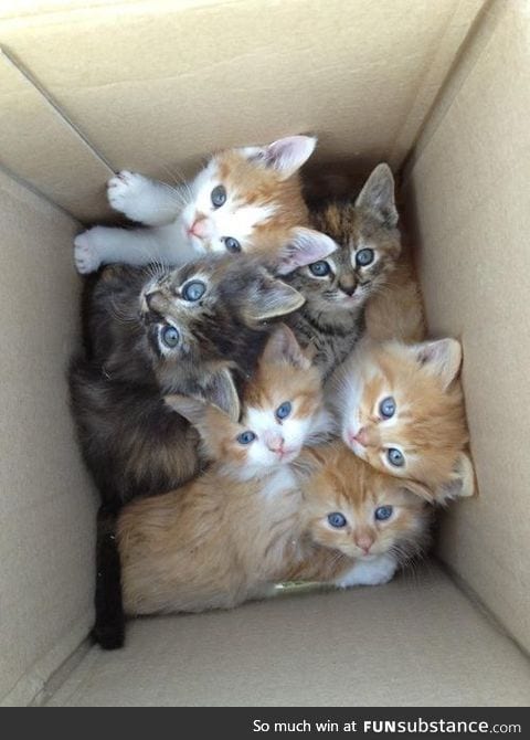 here have a box of kittens