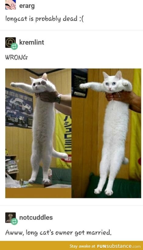 LONGCAT LIVES ON