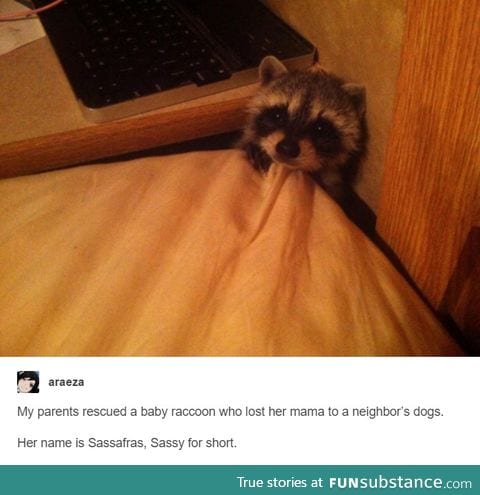 Trash panda