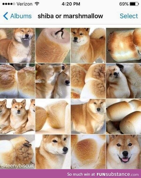 Shiba or marshmellow