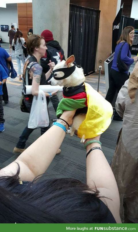 saw this cutie at Comic Con on Saturday